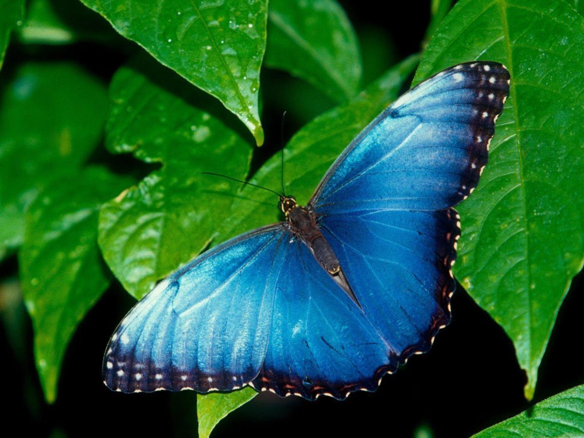 Butterfly Desktop Wallpaper | Butterfly Desktop Images | New …