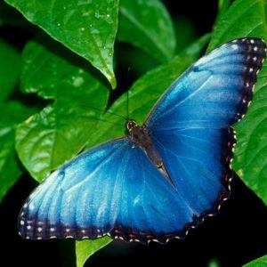 download Butterfly Desktop Wallpaper | Butterfly Desktop Images | New …