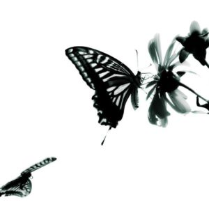 download Wallpapers Butterfly