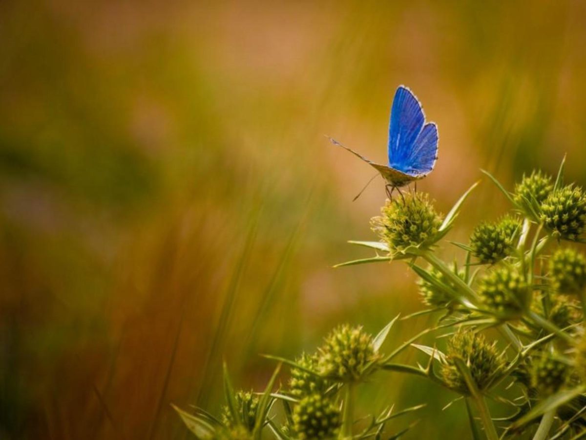 Beautiful Butterflies Wallpapers, Download Free Butterflies …