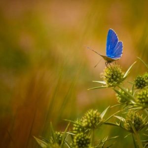 download Beautiful Butterflies Wallpapers, Download Free Butterflies …