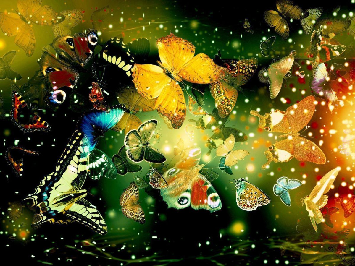 Butterflies Hd Wallpapers | Wallpapers Top 10
