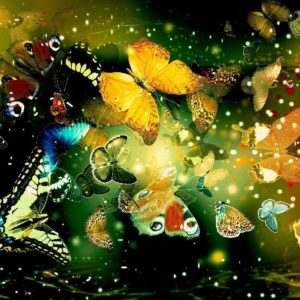 download Butterflies Hd Wallpapers | Wallpapers Top 10